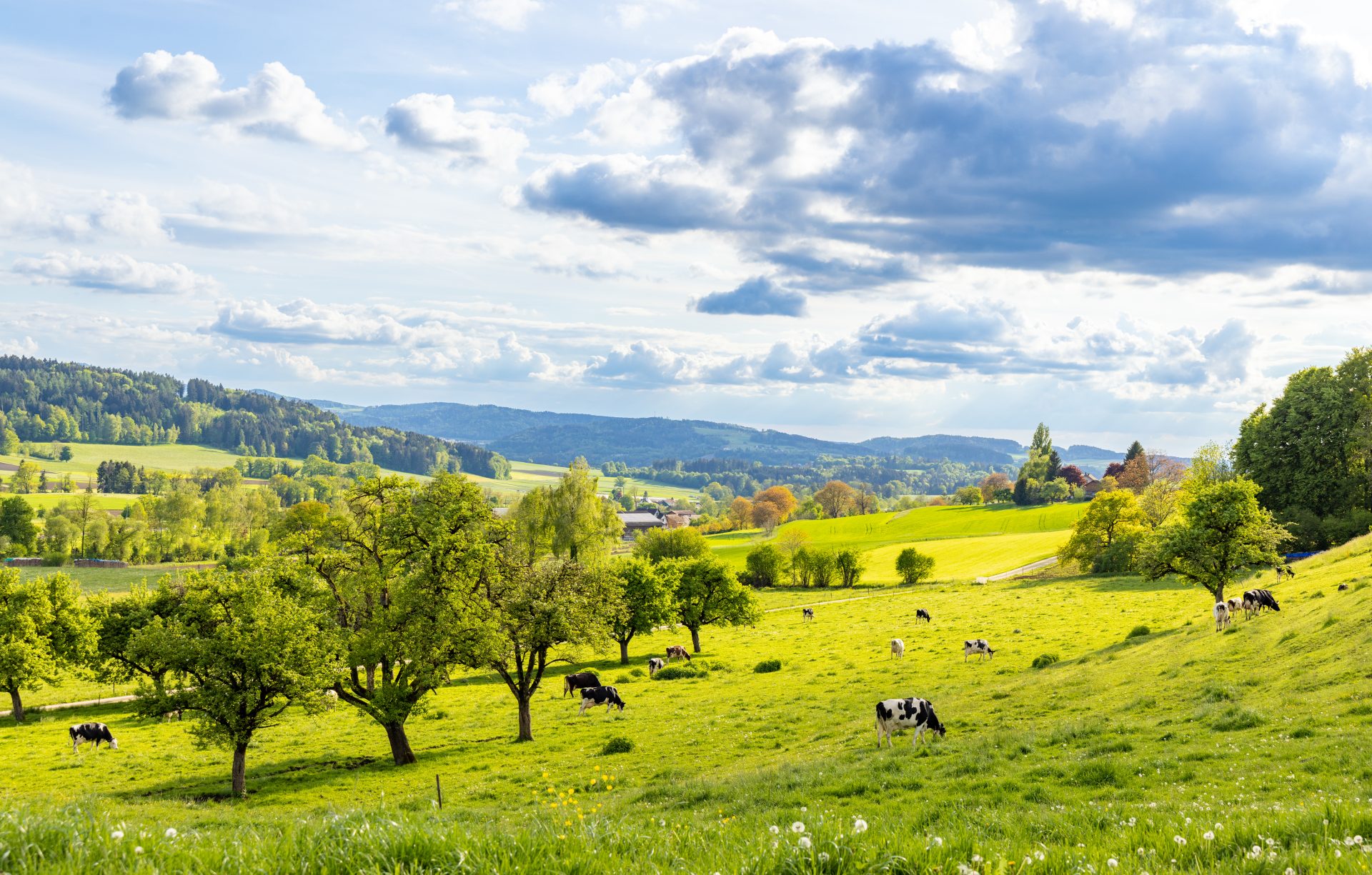 Cattle grazing in a green Welsh meadow under a blue sky, with the Cambrian Mountains in the distance near Ty Craig